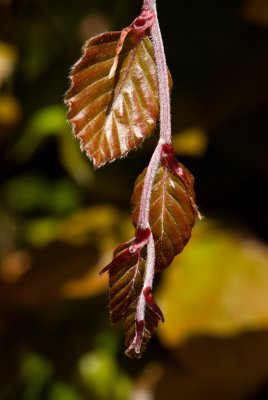 Fagus sylvatica 'Purpurea Pendula' - buk lesní - list jaro